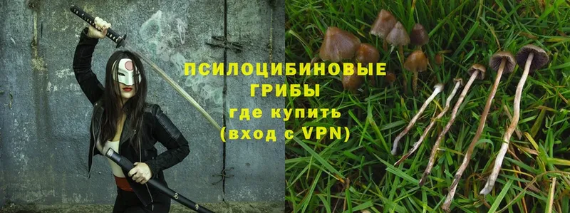 Галлюциногенные грибы Psilocybe  Нарткала 